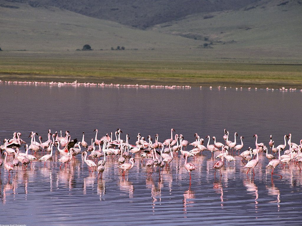 Pink Party, Flamingos
